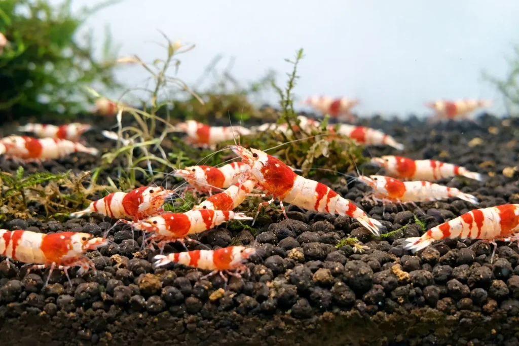 アクアリウム始め方（３）