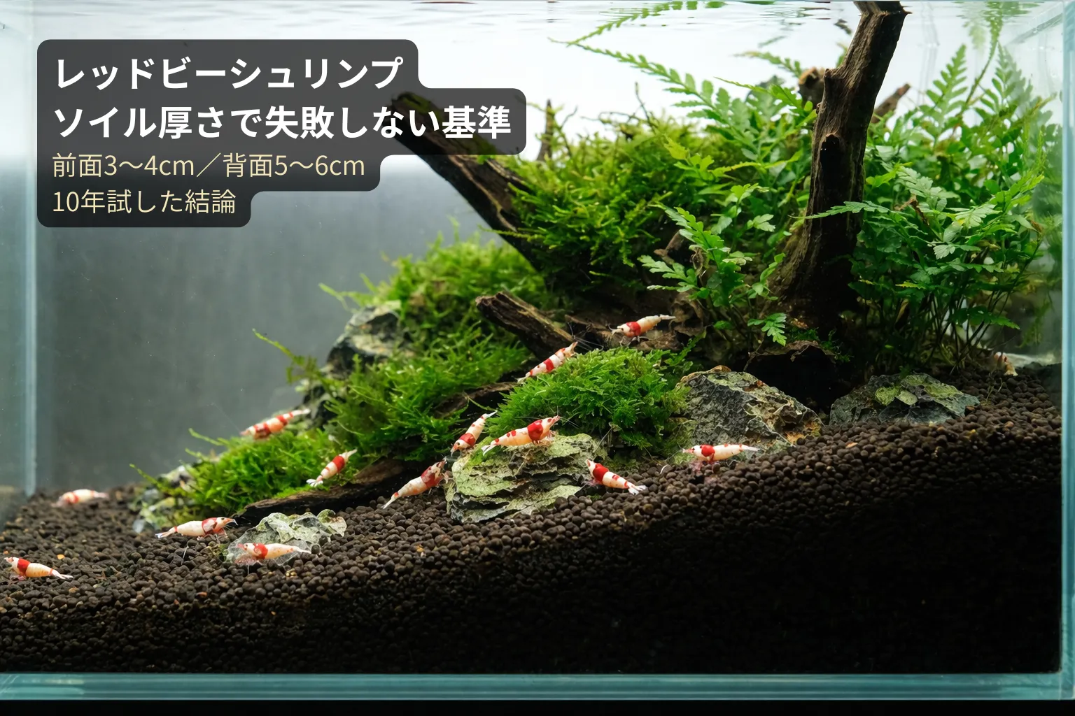 レッドビーシュリンプ ソイル厚さで失敗しない基準