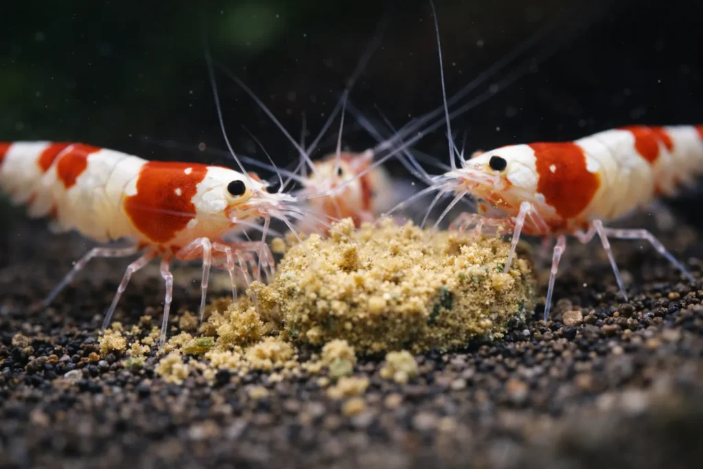 餌を食べている