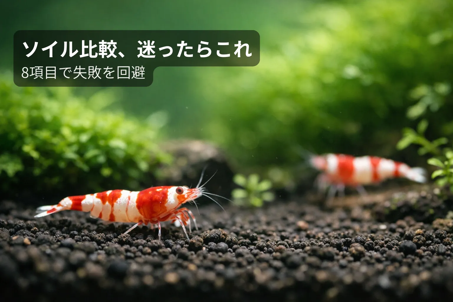 レッドビーシュリンプ　ソイル　おすすめ　比較